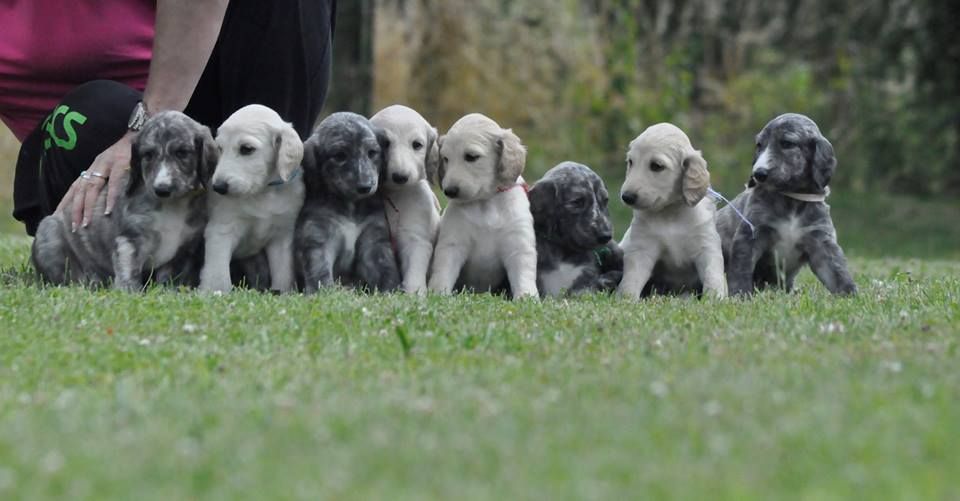 D'el Ryad De La Haute Source - Levrier afghan - Portée née le 23/05/2018
