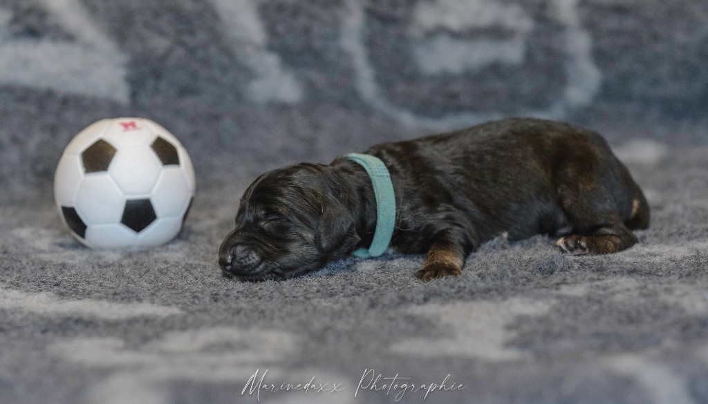 D'el Ryad De La Haute Source - Chiots disponibles - Levrier afghan