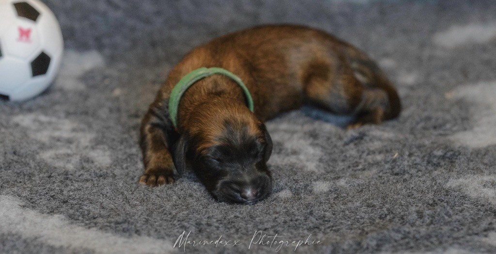 CHIOT