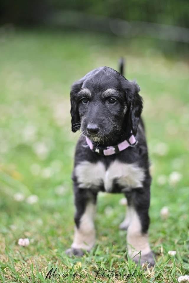 D'el Ryad De La Haute Source - Chiots disponibles - Levrier afghan