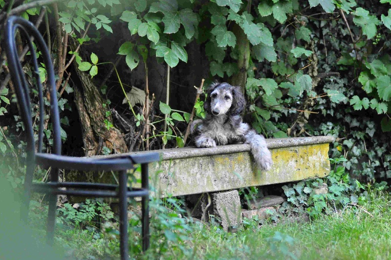 D'el Ryad De La Haute Source - Levrier afghan - Portée née le 19/05/2012