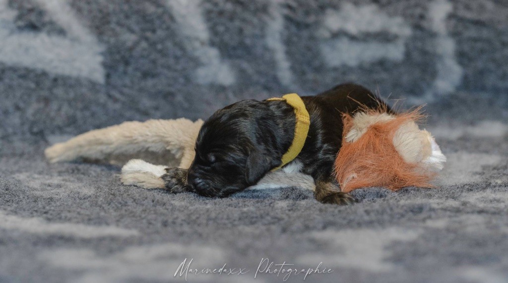 D'el Ryad De La Haute Source - Chiots disponibles - Levrier afghan