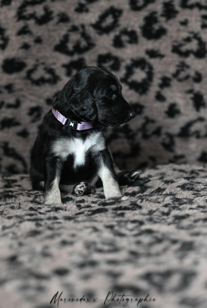 D'el Ryad De La Haute Source - Chiots disponibles - Levrier afghan